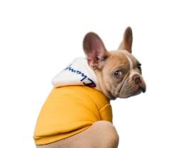 After - Dog without background